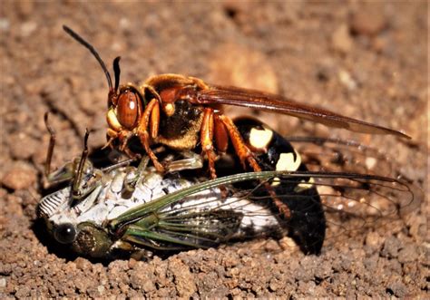Cicada Killer Nest Cicada Killer Wasps In Turf Nc State Extension