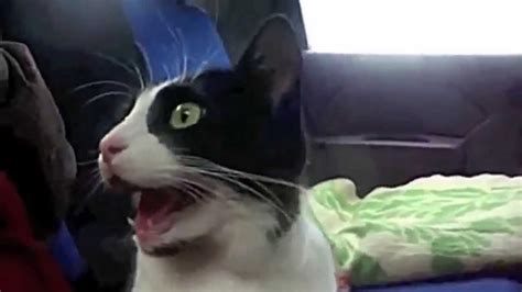 Top 25 Funniest Cat Videos Youtube