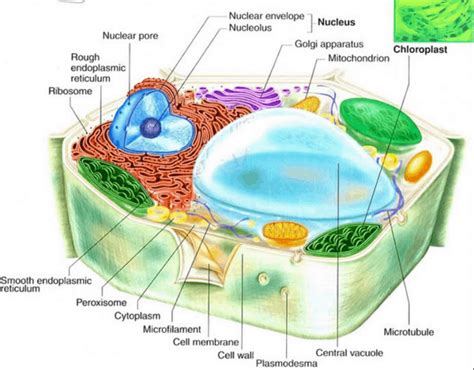 Fungsi Organel Organel Sel Struktur Dan Gambar Lengkap