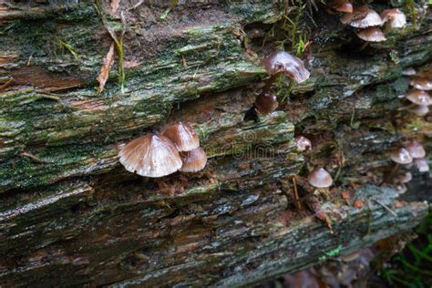 Wild Mushrooms Growing On A Fallen Log Stock Photo Image Of Natural