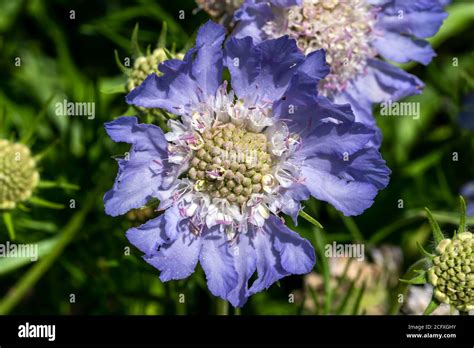 Scabiosa Caucasica Scabious Border Mix A Purple Blue Spring Summer