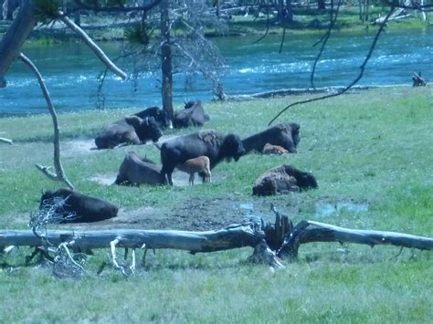 5 Buffalo Herd With Calves At Mud Voldano Savanna Inman Flickr