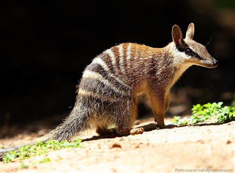 Interesting Facts About Numbats Just Fun Facts
