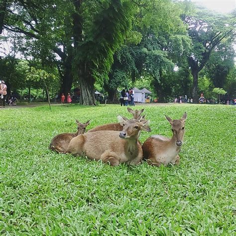 Di sini pengunjung tidak hanya bisa melihat puluhan rusa tetapi juga. Jadwal Buka Taman Rusa : Penangkaran Rusa Cariu Tiket 5 ...