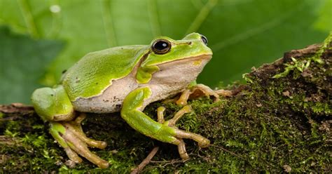 Tree Frog Learn About Nature