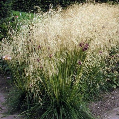 Луговик дернистый / щучка голдшлайер. Canche cespiteuse - Deschampsia cespitosa 'Goldschleier'
