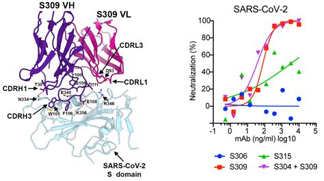 Antibody From SARS Survivor Neutralizes SARS CoV 2