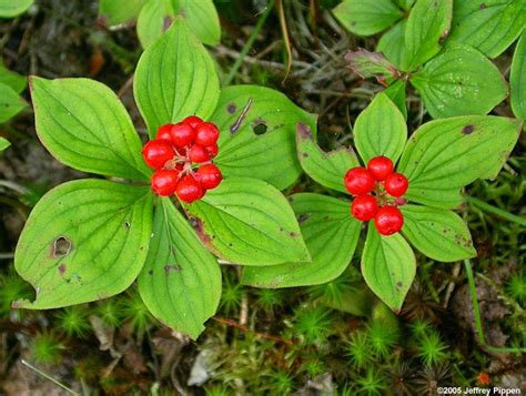 The Herb Hound: BUNCHBERRY