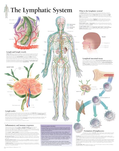 Medical Anatomy Anatomical Chart Lymphatic System Chart Classic Canvas The Best Porn Website