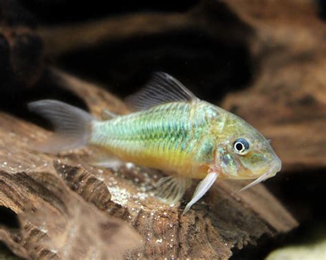 Kirysek Szmaragdowy Corydoras Splendens Brochis