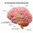 The Human Brain Facts Anatomy And Functions  HubPages