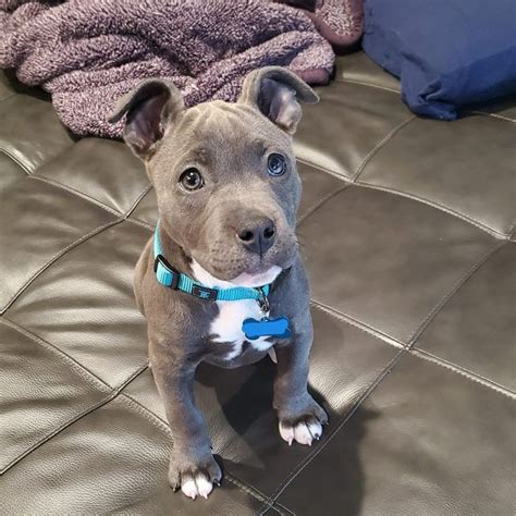 Blue Pitbull Puppy Male In New Home Pitbull Puppies Cute Dogs Cute