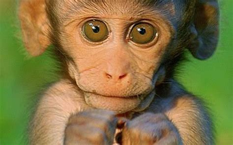 Funny Monkey Wallpapers Wallpaper Cave