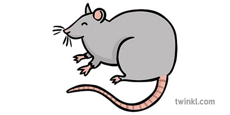 Fat Rat Illustration Twinkl