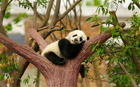 Animais Panda árvores Hd Papel De Parede Wallpaperbetter