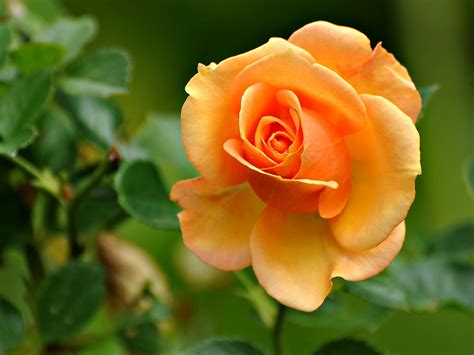 Close Up Photography Of Orange Rose Flower Plant Hd Wallpaper