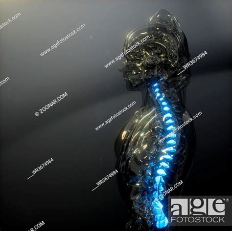 Backache In Backbone Science Anatomy Scan Of Human Spine Bones Glowing