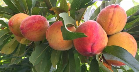 Daleys Fruit Tree Blog Peach Tree Tropic Beauty Low Chill Hours