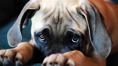 Scientists Say ‘puppy Dog Eyes Are An Evolutionary Trait To Make Dogs