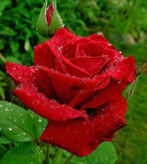 Pin By Galal Ahmad On Hybrid Tea Roses Beautiful Rose Flowers Rose