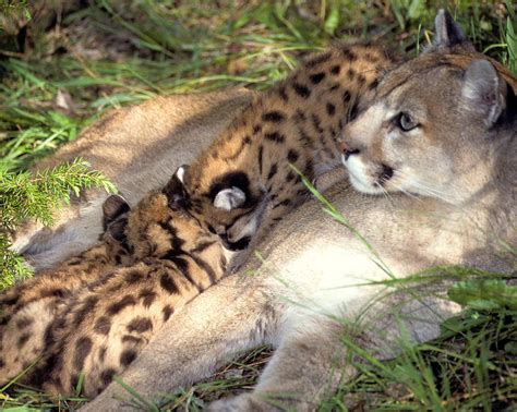 cougar mom nurses cubs photograph by larry allan fine art america