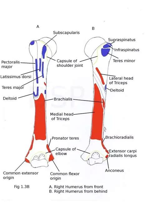 Humerus Medical Anatomy Latissimus Dorsi Muscle Anatomy