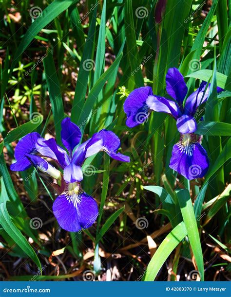 Northern Blue Flag Iris Iris Versicolor Stock Photo Image Of Iris