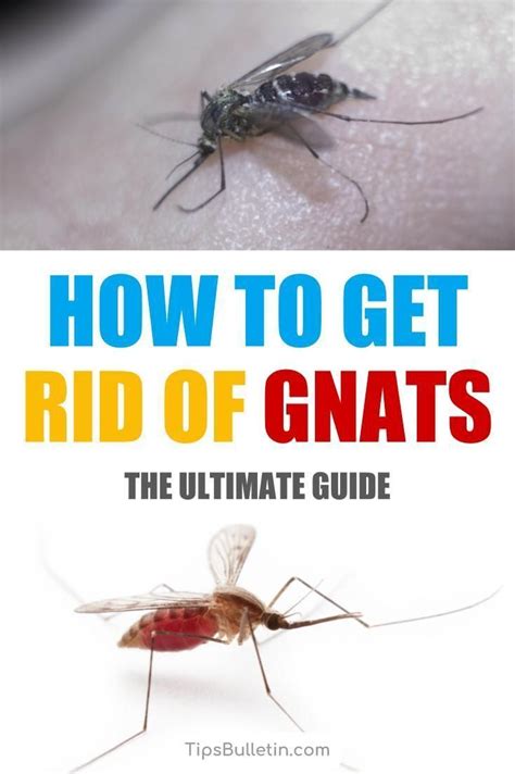 21 Simple And Effective Ways To Get Rid Of Gnats How To Get Rid Of
