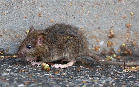 Rat Control In Roseville What Every Property Owner Ought To Know