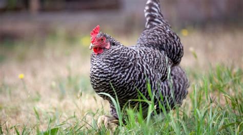 12 Heritage Meat Chicken Breeds Homesteaders Of America