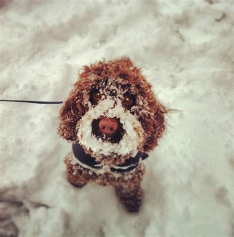 21 Pics Of Puppies Playing In Snow So Cute Theyll Warm Your Heart