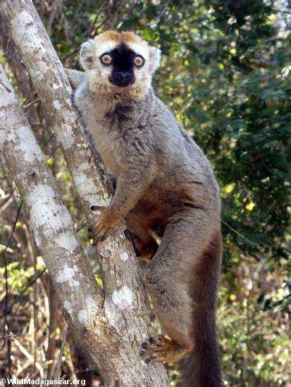 Varika Mavo Of Madagascar Is A Cathemeral Diurnal And Nocturnal Lemur