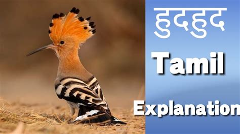 Here are seven popular hindi words that you'll often hear, but may be confused as to what they actually mean or the context they're used in. Class 4/Hindi/Hudhud/TAMIL MEANING /Chapter 13/NCERT ...