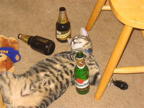 21 Cats Getting Drunk