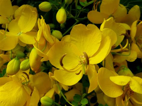 Arbol De Flores Amarillas
