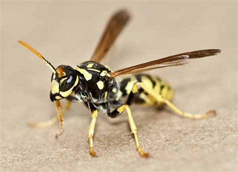 Eastern Yellow Jacket Identification Guide