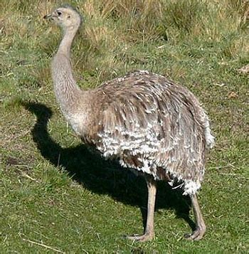 Discover more posts about nandu. Ñandu (Magallanes extremo sur de Chile) | Chile, Aves ...
