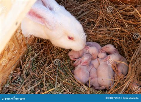 La Madre Conejo Mira A Sus Conejos Recién Nacidos Foto De Archivo