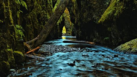2048x1152 Photography Nature Dead Trees Water Moss Rocks Wallpaper