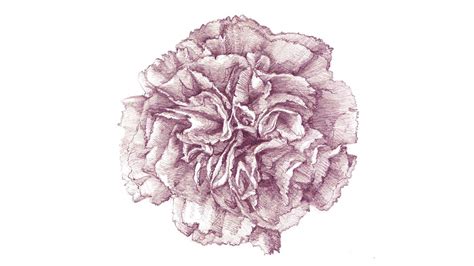 It's easy and it pays. a carnation : Drawing Process - YouTube