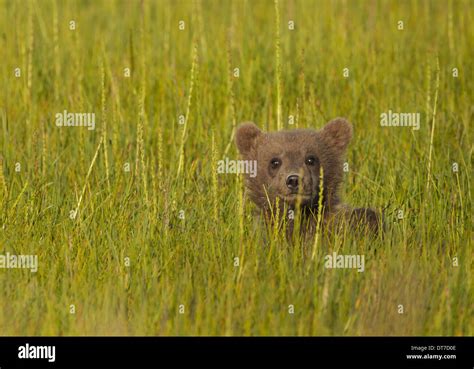 Brown Bear Cub Lake Clark National Park Alaska Usa Lake Clark National