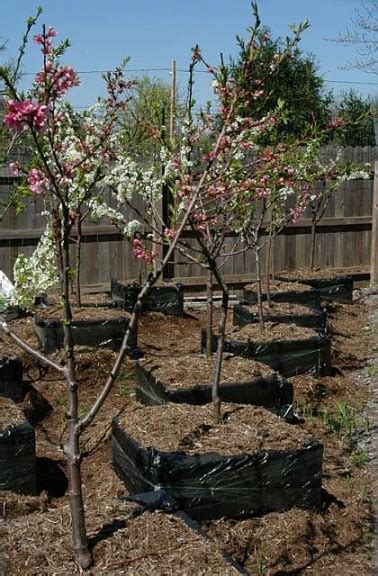 Heard Of The Tree Of 40 Fruit Growing Produce