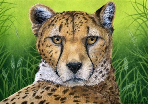Cheetah Drawing Easy - How To Draw A Baby Cheetah Baby Cheetah Step By Step Drawing Guide By ...