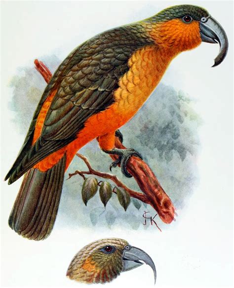 Thanks for finding birds unlimited. Norfolk Island Kaka (Nestor productus) - Exotic birds | Pets