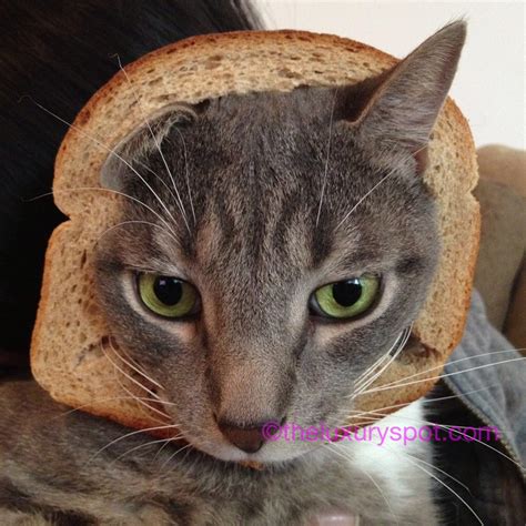 Breaded Cat Caption Contest