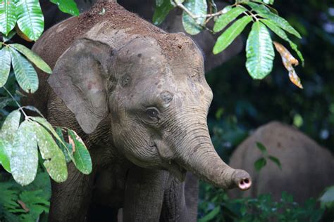 Bornean Pygmy Elephant Elephas Maximus Borneensis Palm Oil Detectives