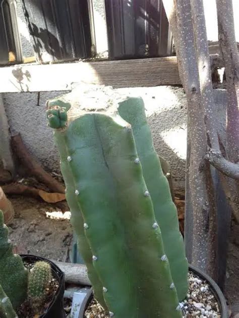 How To Trim A Cactus Best Trimming Guide Mitcityfarm
