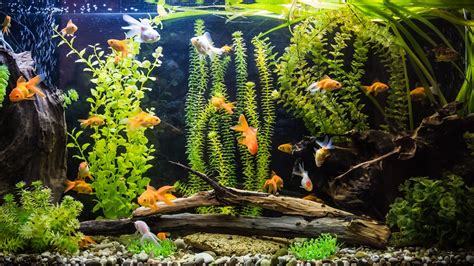 Aquarium Therapy Stress And Anxiety Relief With Fish Tanks Bechewy