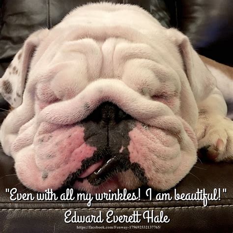 24mar16 Lola Bulldogs Wrinkles Quotes English Bulldog Funny