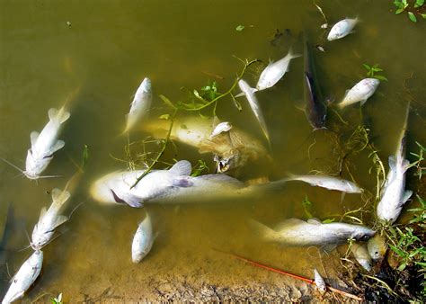 Pond loaded with bass helps these kids price their skills, 26 largemouth bass. Prevent fish kills in backyard ponds | Mississippi State ...